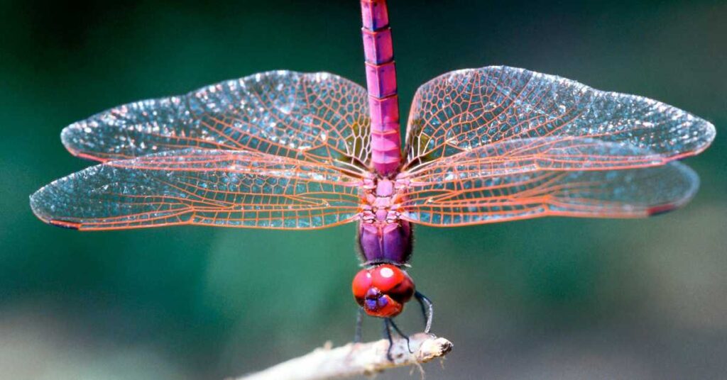Dragonfly Meaning
