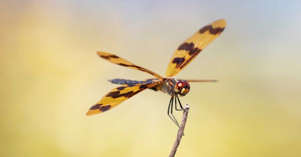 A close-up photograph of a vibrant, iridescent dragonfly resting on a leaf.