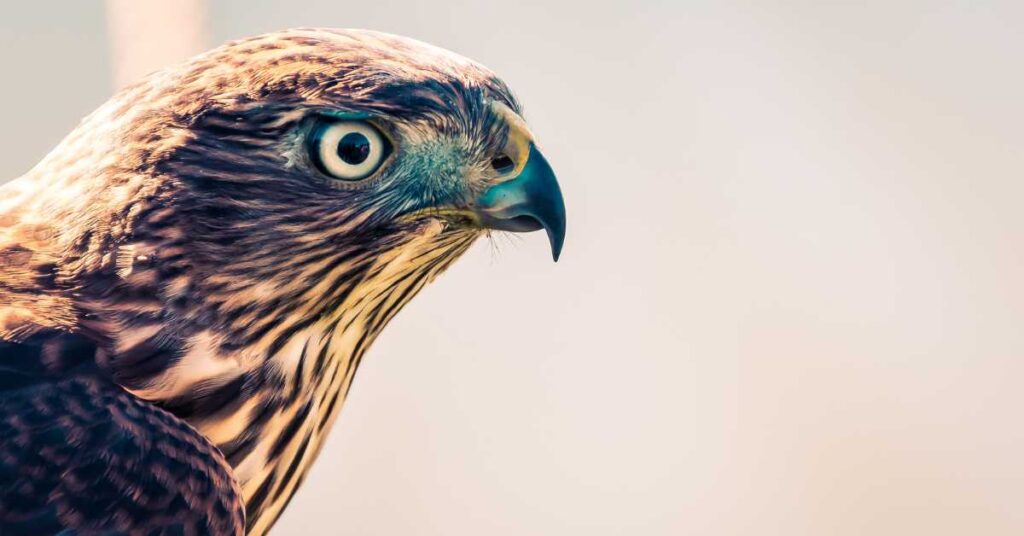 A majestic peregrine falcon perched on a rocky cliff.