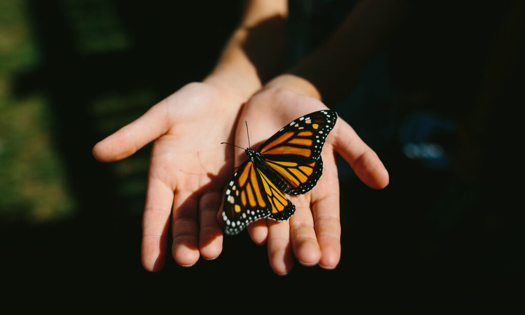 The spiritual meaning of butterflies
