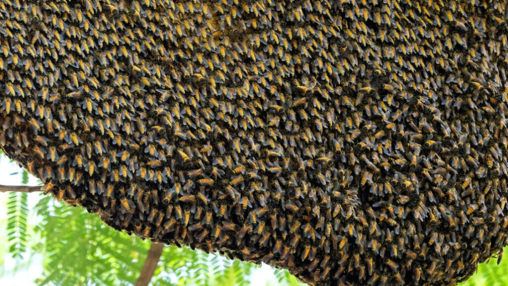 The spiritual meaning of bees