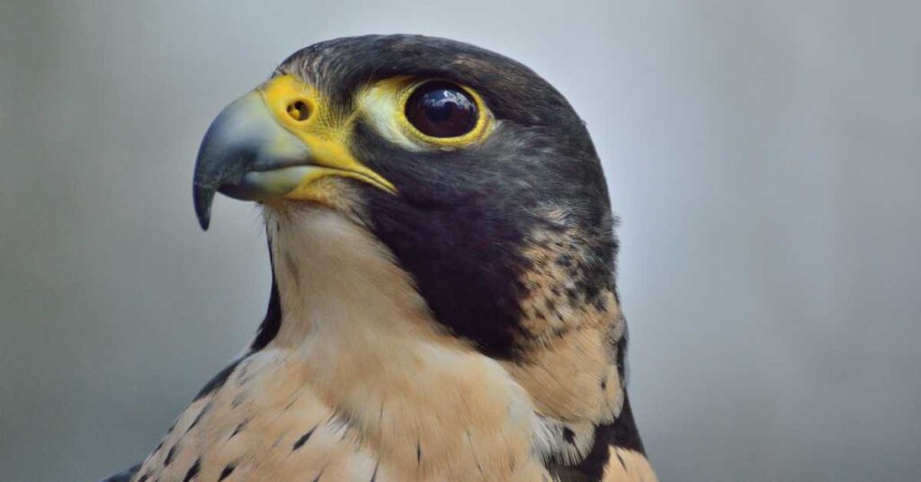 A majestic Peregrine Falcon soaring gracefully against a vibrant blue sky.
