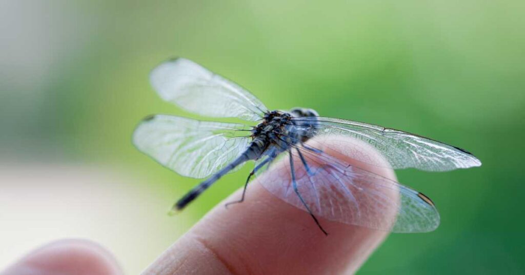 A dragonfly perched on a leaf, symbolizing change and transformation.