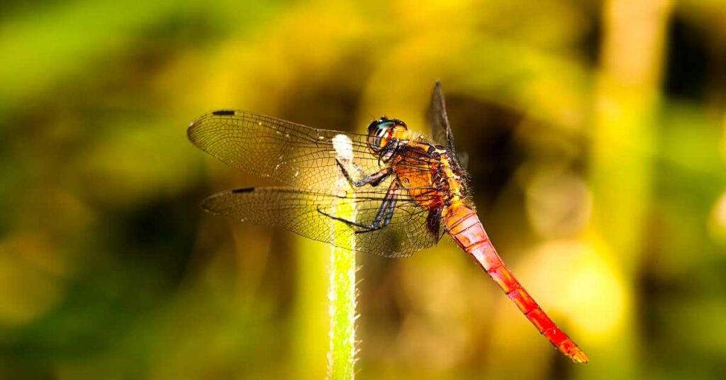 A vibrant dragonfly in flight, symbolizing transformation and spirituality.