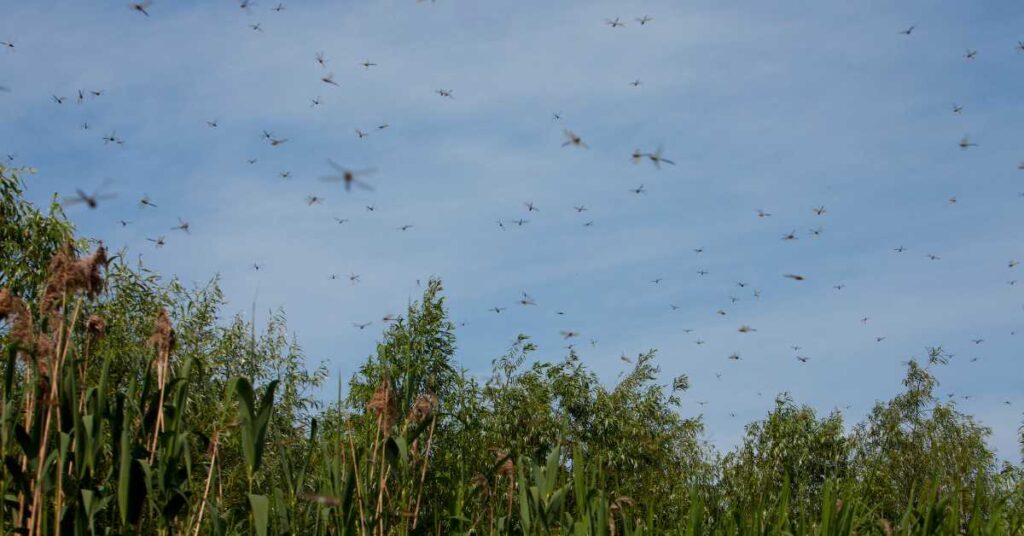 Swarm of Dragonflies Spiritual Meaning
