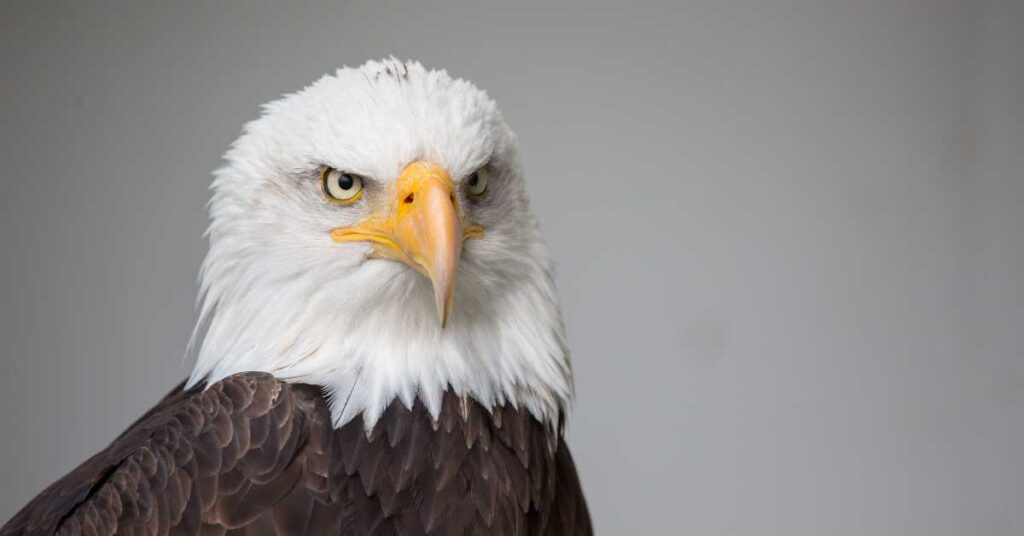 Eagle soaring high against a backdrop of clear blue sky, symbolizing spiritual elevation, freedom, and vision