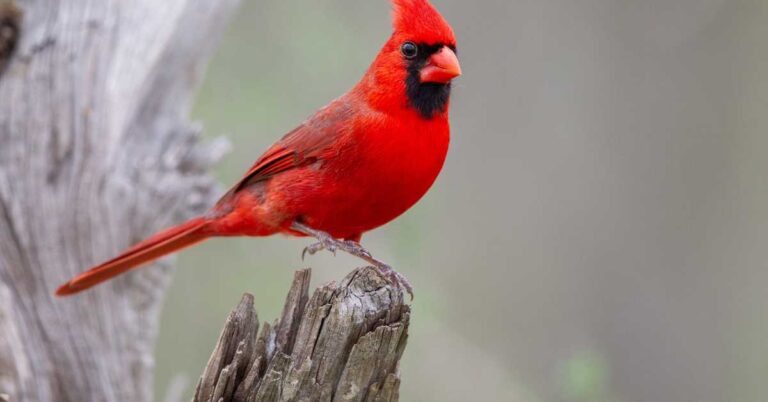 Spiritual Meaning of Cardinals: 7 Powerful Insights You Need to Know!