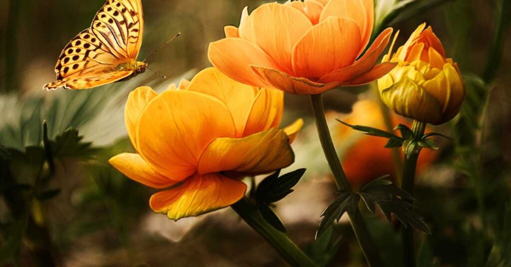 Yellow Butterfly Spiritual Meaning