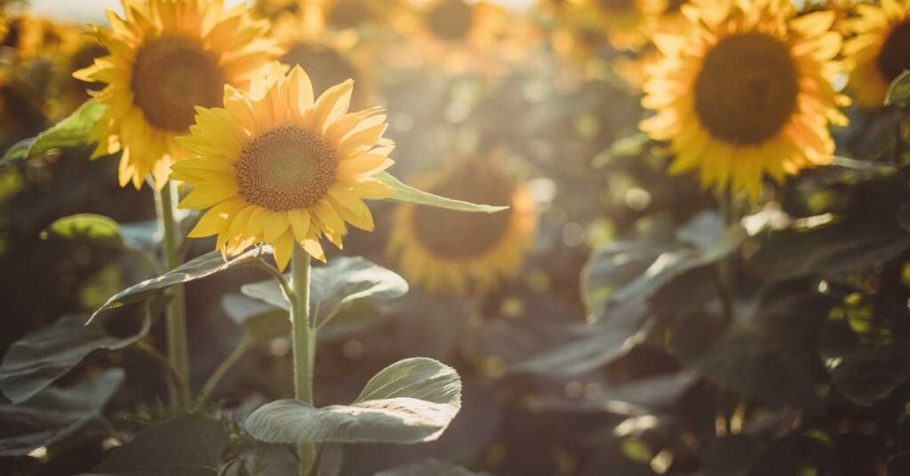 spiritual meaning of sunflowers