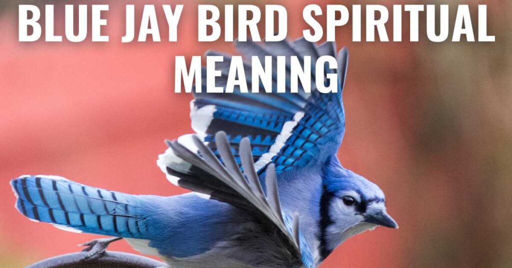 Blue jay bird representing spiritual symbolism associated with communication, courage and protection.