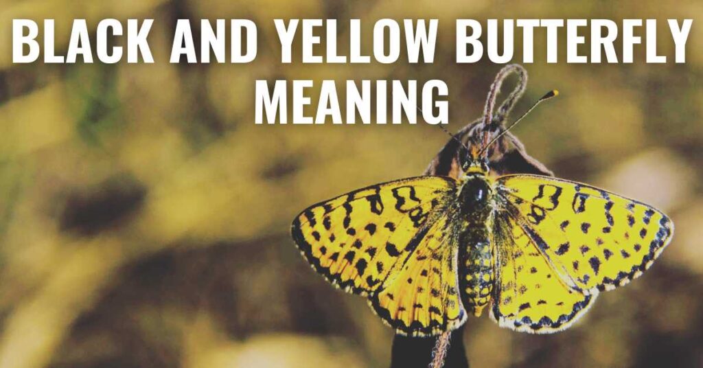 black and yellow butterfly meaning - A black and yellow butterfly, symbolizing transformation and hope.
