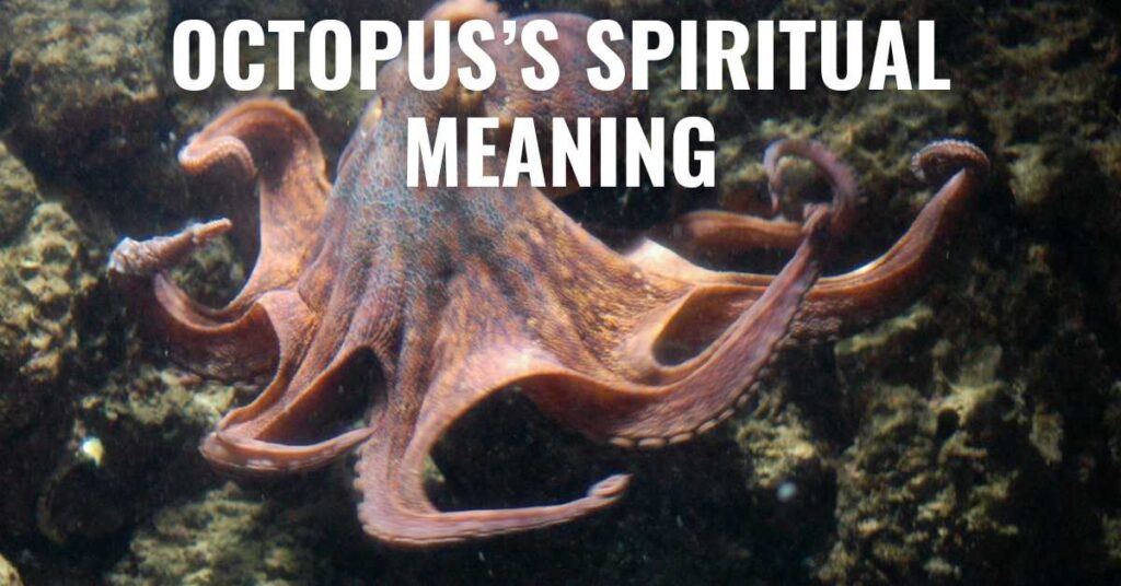 octopus's spiritual meaning