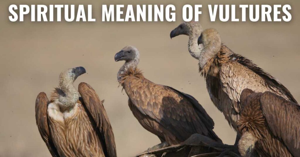 Spiritual Meaning of Vultures
