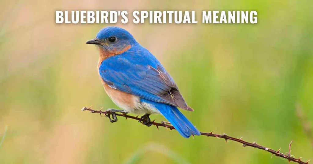 Bluebird's Spiritual Meaning