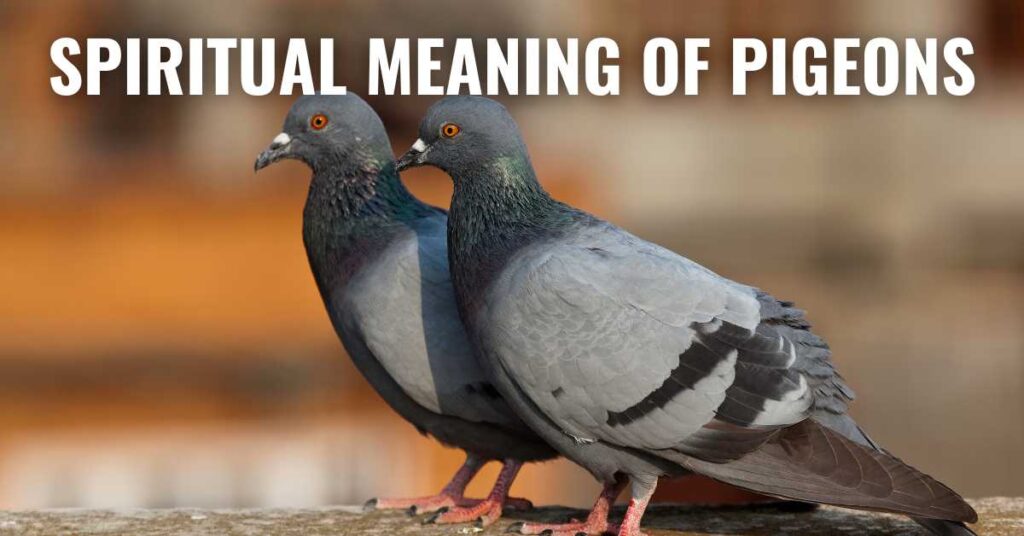Spiritual Meaning of Pigeons