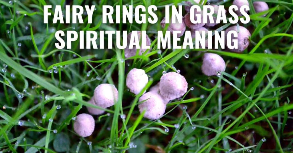 Fairy Rings in Grass Spiritual Meaning