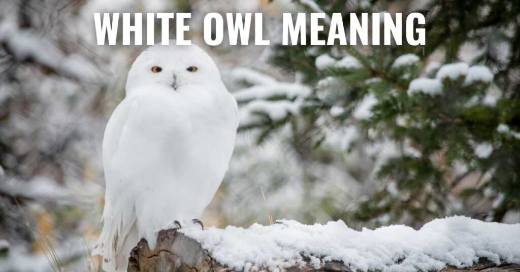 White owl meaning