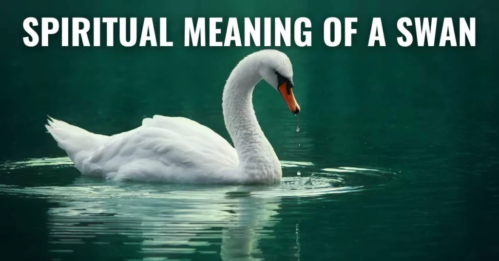 Spiritual Meaning of a Swan