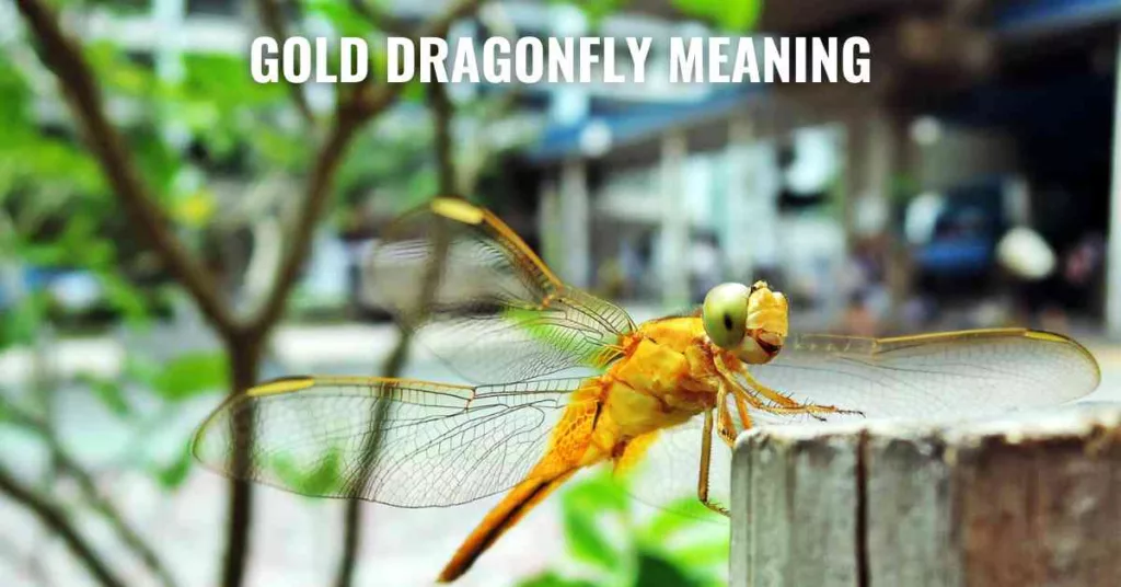 Gold Dragonfly Meaning