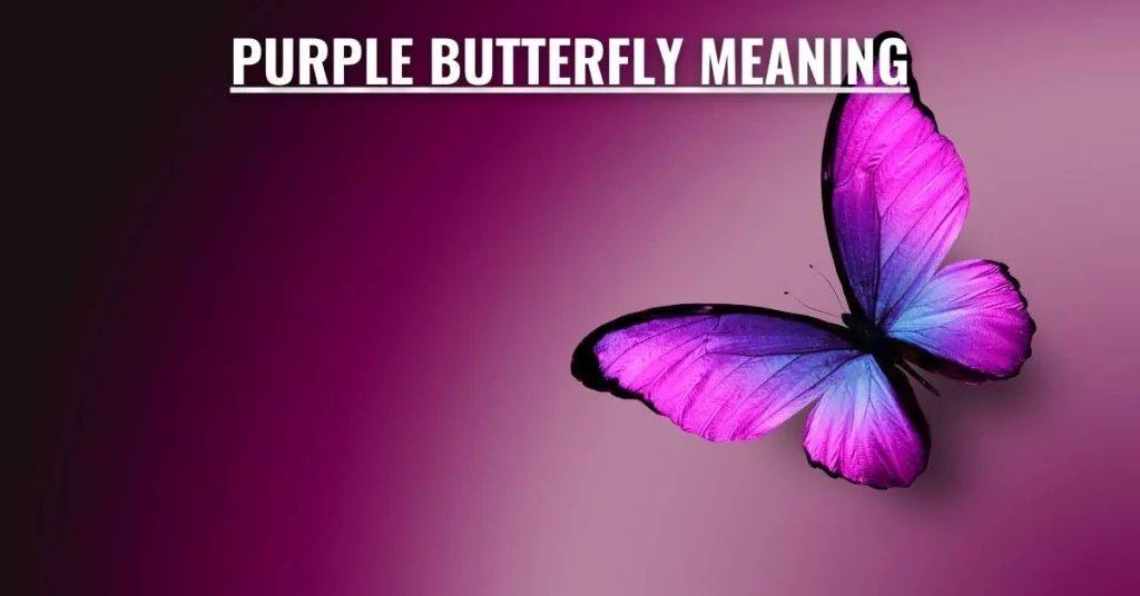 Purple butterfly meaning