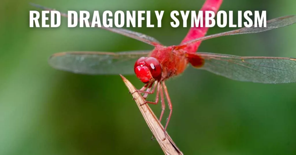 Red Dragonfly Symbolism