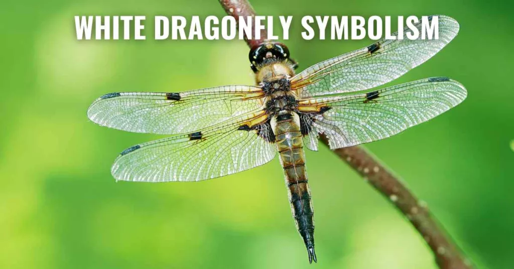 White Dragonfly Symbolism
