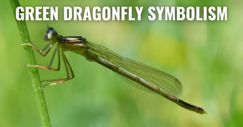green Dragonfly Symbolism