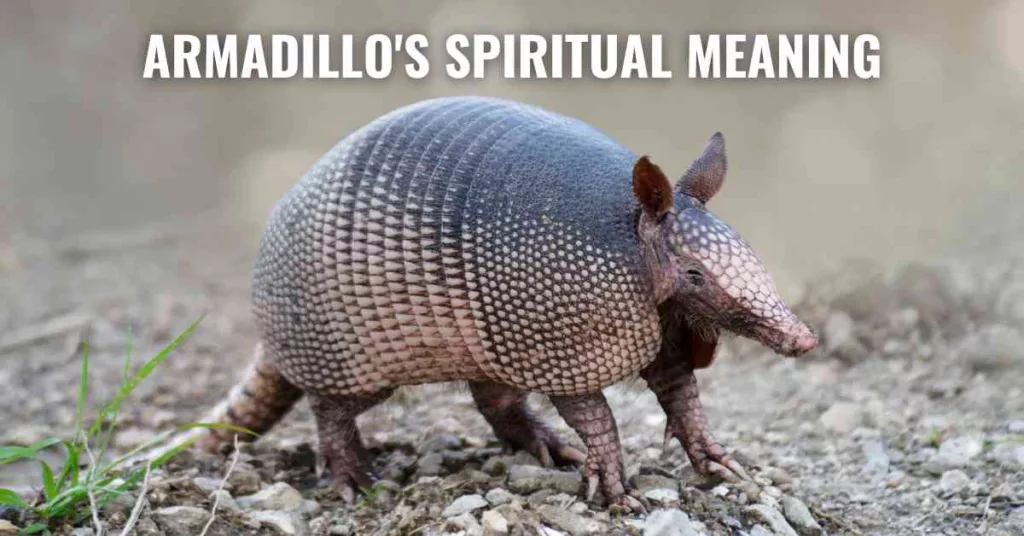 Armadillo's Spiritual Meaning