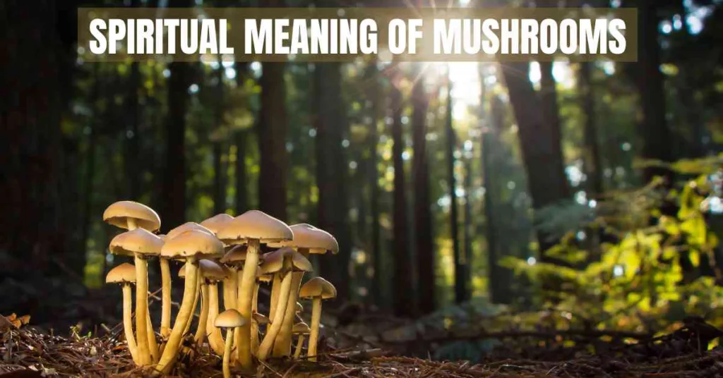 spiritual meaning of mushrooms