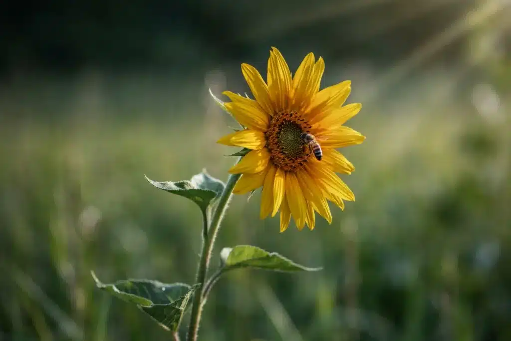 Golden yellow sunflower in warm sunlight, symbolising joy and spiritual growth.